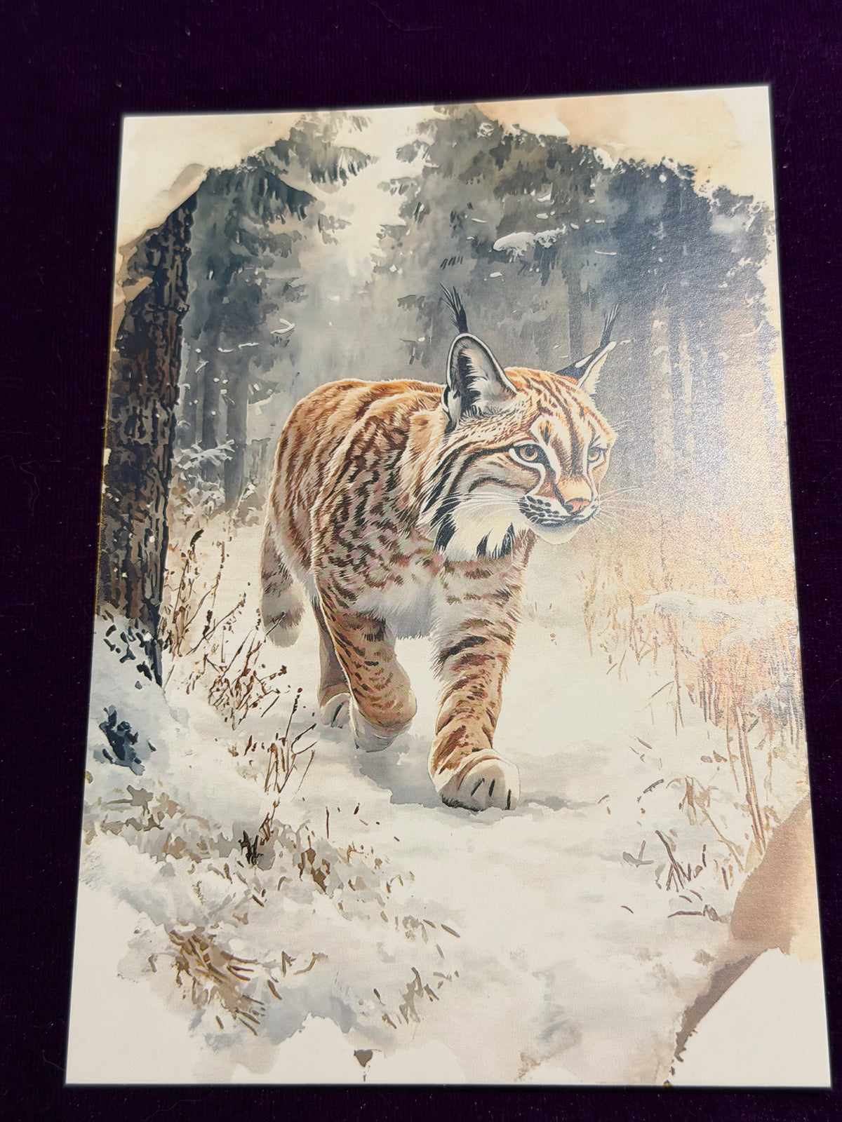 Nordic Legends Set 5